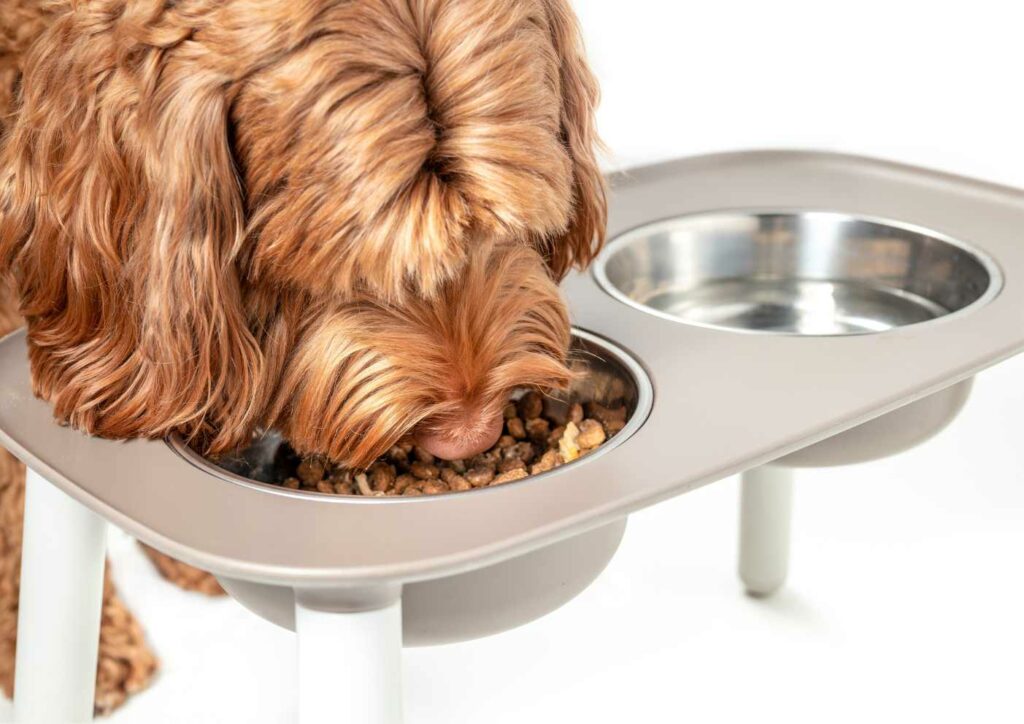 Top Reasons Why Pet Feeding Bowl Matters