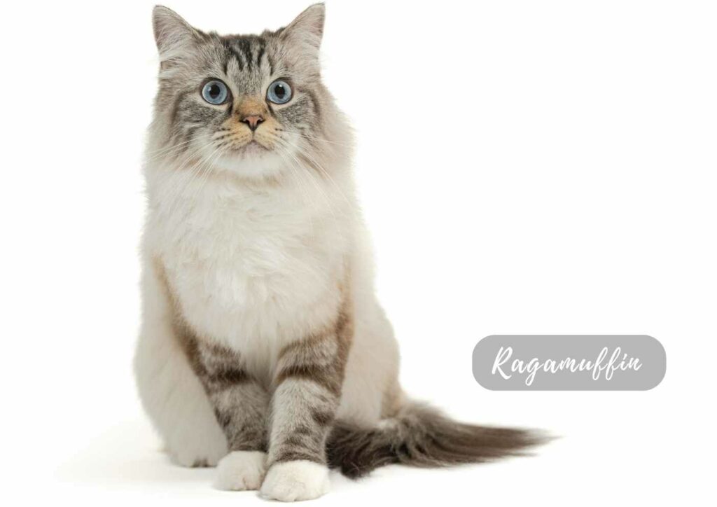 5 Largest Cat Breeds , Ragamuffin cat