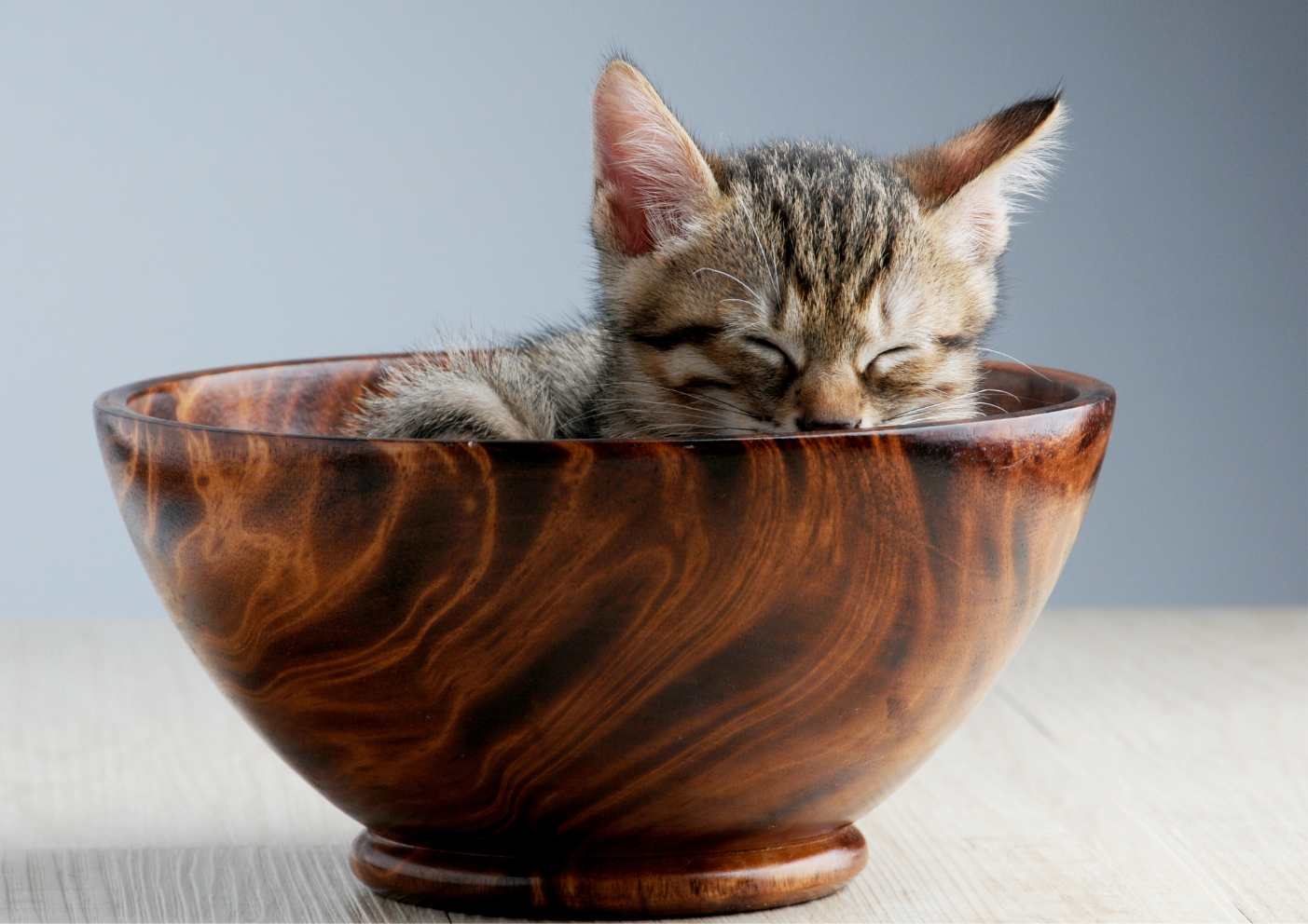 Reasons Why Your Pet’s Feeding Bowl Matters