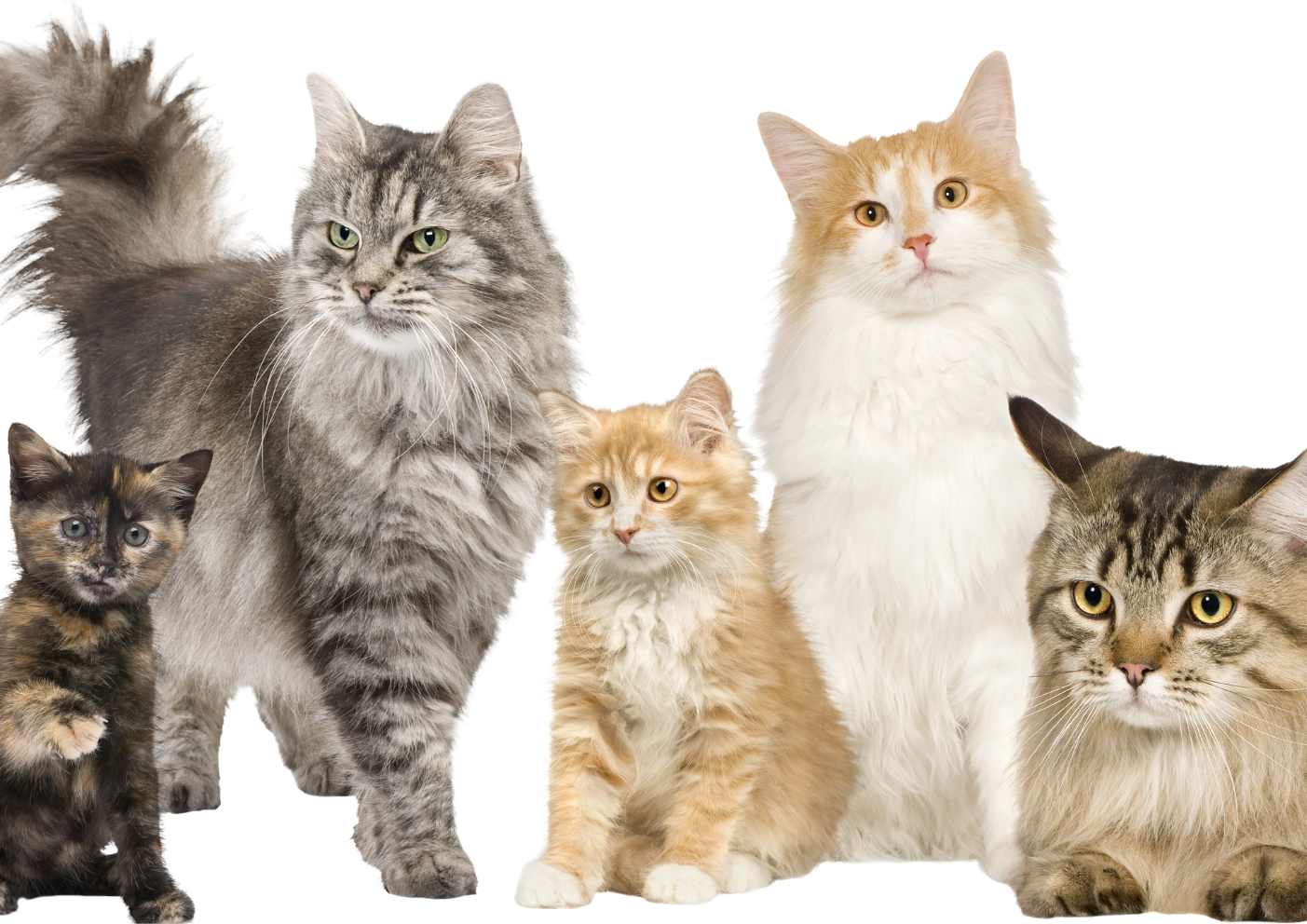 5 Largest Cat Breeds