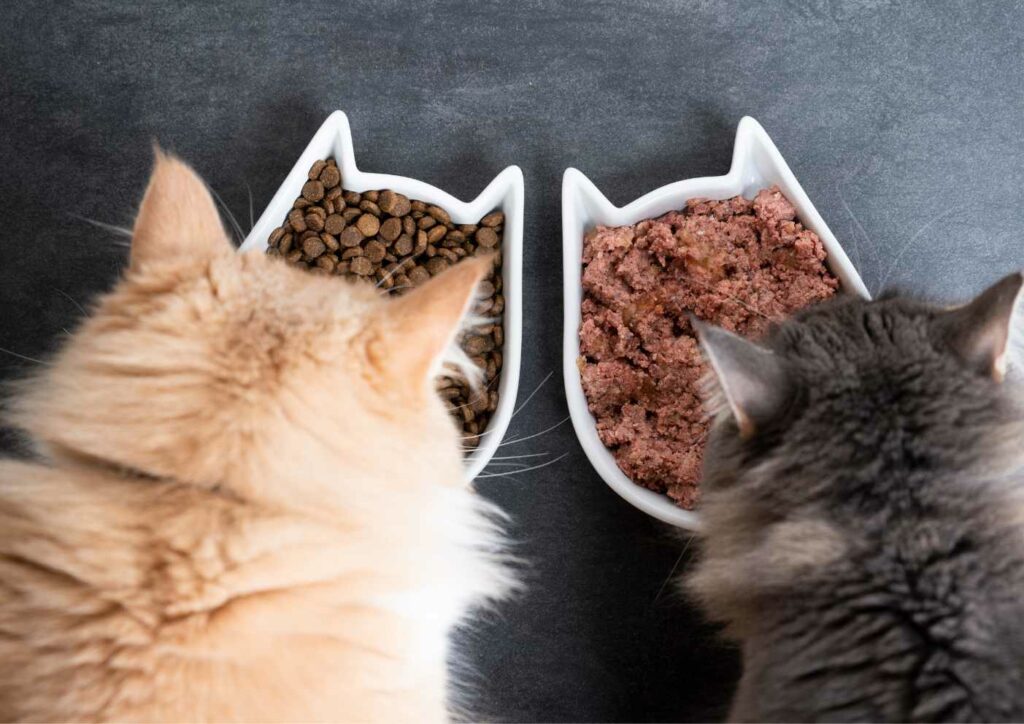 Raised Cat Bowls Could be Ideal for Your Cats